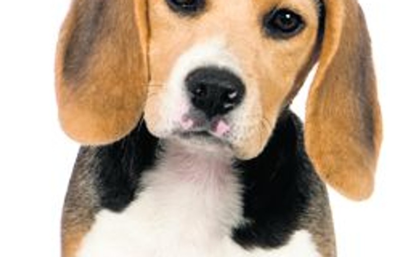 Spune-mi ce câine deţii, ca să-ţi spun ce succes ai în dragoste