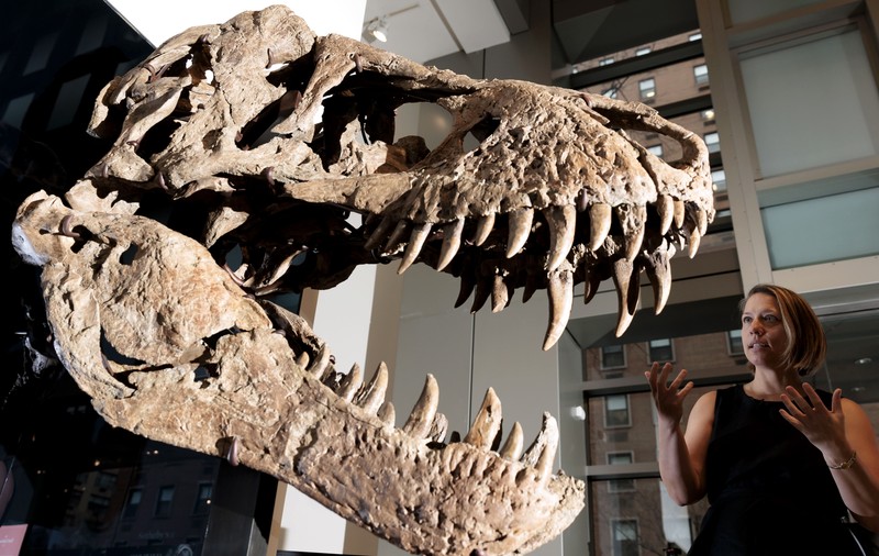 Cu cât s-a vândut craniul de 90 de kilograme al dinozaurului Maximus, scos la licitație în SUA