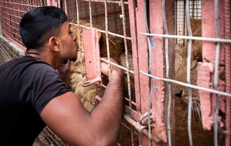 Un român, printre salvatorii animalelor de la o grădină ZOO din Fâșia Gaza. Se aflau într-o zonă de conflict, bolnave și subnutrite