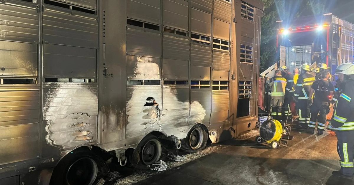 Partea din spate a unui transporter de animale, înnegrit din cvauza fumului, cu găuri considerabile în zonele de ventilare pentru respirația animalelor