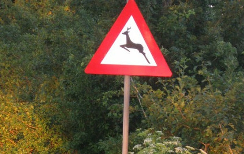 Măsura luată pe A1, după ce doi urşi au fost accidentați mortal: Apar indicatoare cu "Atenţie, animale!"