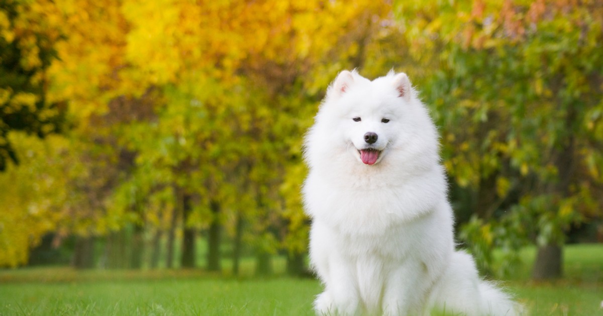 Samoyed - ce caracteristici are patrupedul cu zâmbet Samoyed