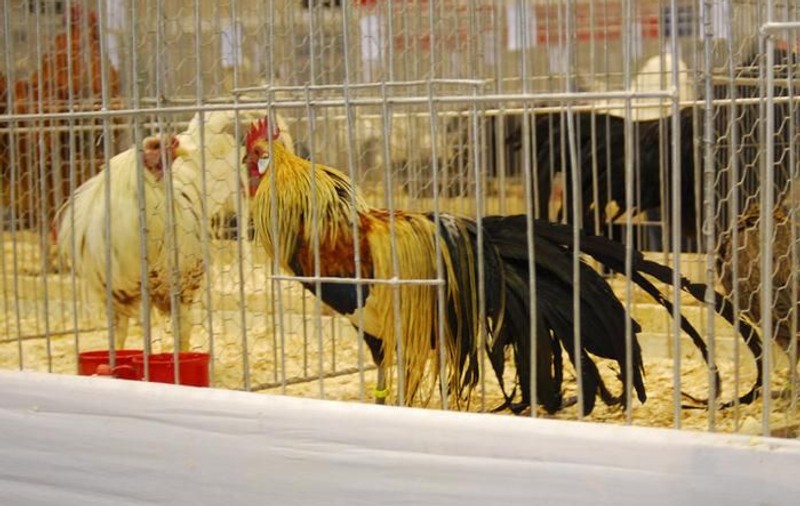 Expoziţie de păsări în cartierul Rahova din Capitală | FOTO