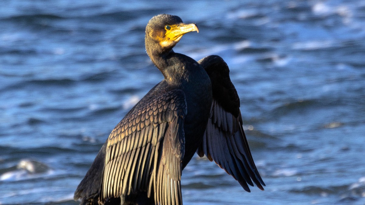 Un cormoran stă pe o stâncă