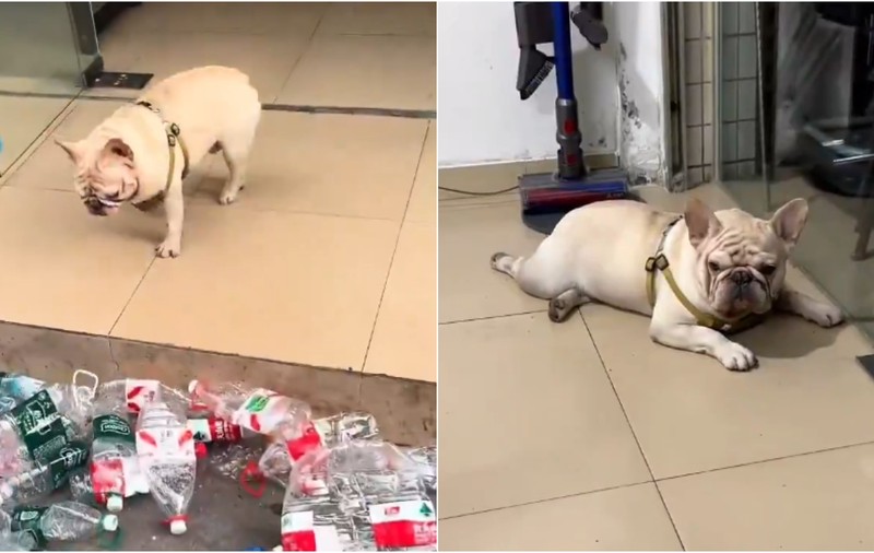 Un câine adună sticle de plastic de pe stradă în China și le duce la reciclat. Banii serioși vin însă din clipurile virale