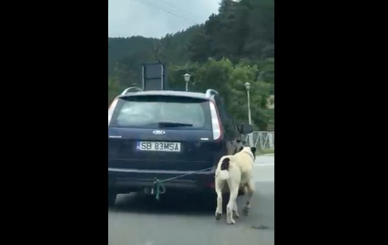 Amendă de 1.000 de lei pentru șoferul din Sibiu care și-a scos câinele la plimbare legat de cârligul mașinii