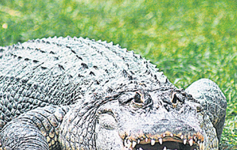 Autorităţile locale caută un aligator în râul Lăpuş