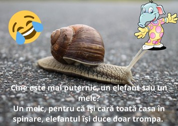 Bancuri pentru copii, cu animale