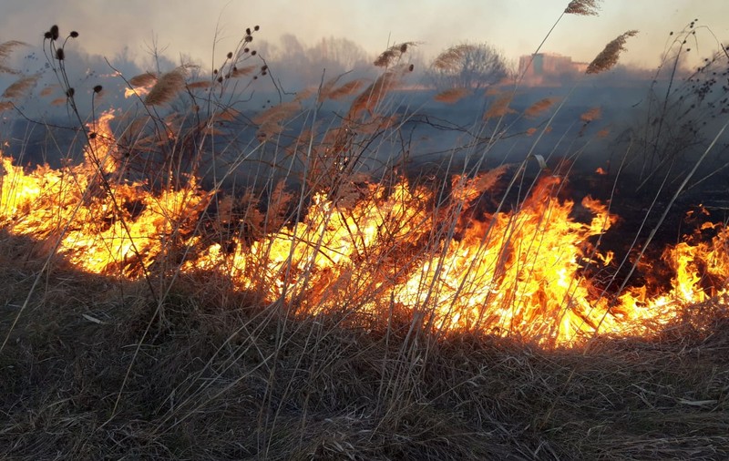 Incendiu puternic în Delta Văcărești. ISU București: Focul a fost provocat