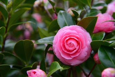 Camellia Japoneza