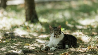 Pisicile de la Muzeul Satului (11)