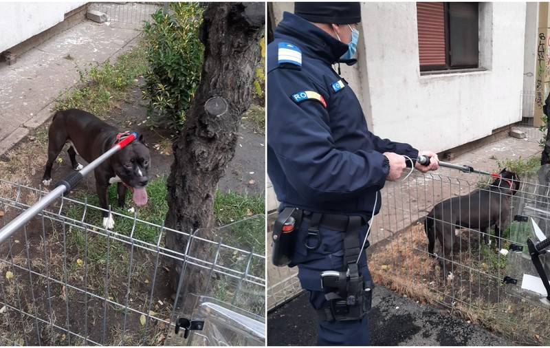 O femeie de 71 de ani a fost atacată de un pitbull în apartament. Câinele a fost scos pe geam de jandarmii din Galați