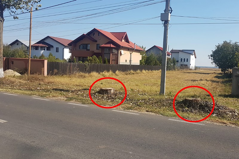 Copacii nu au fost nici măcar scoşi din pământ, iar buturugile au rămas pe marginea drumului