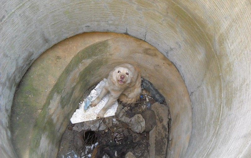 Căţeluşă aruncată în canal, salvată după o săptămână| FOTO