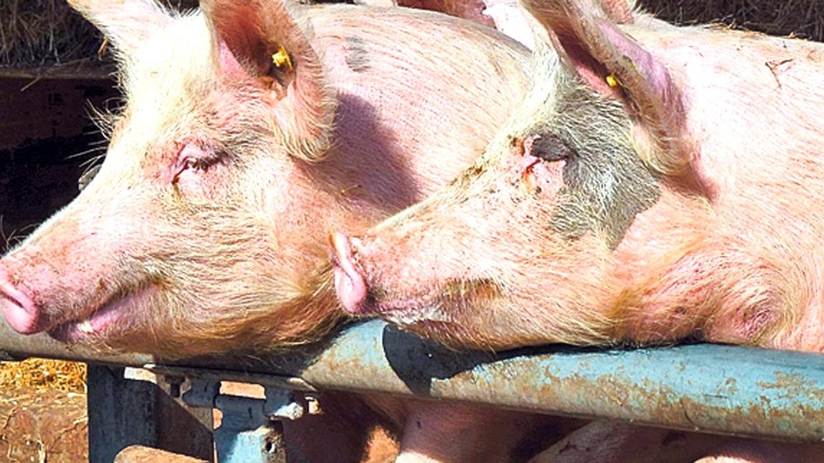 Noi focare de pestă porcină au fost descoperite în Prahova. Au fost uciși 41 de porci