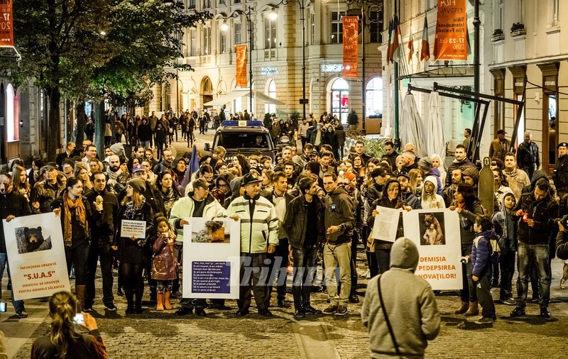 Aproximativ 100 de oameni au ieșit în stradă la Sibiu! Au protestat faţă de uciderea ursului VIDEO
