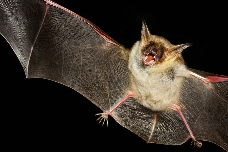 Greater mouse-eared bat, myotis myoti, flight in the night