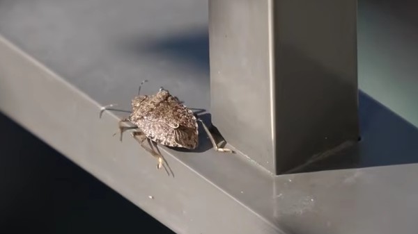 De ce ne invadează ploșnițele diabolice casa odată cu sosirea toamnei. Sursă foto: captură video Youtube.