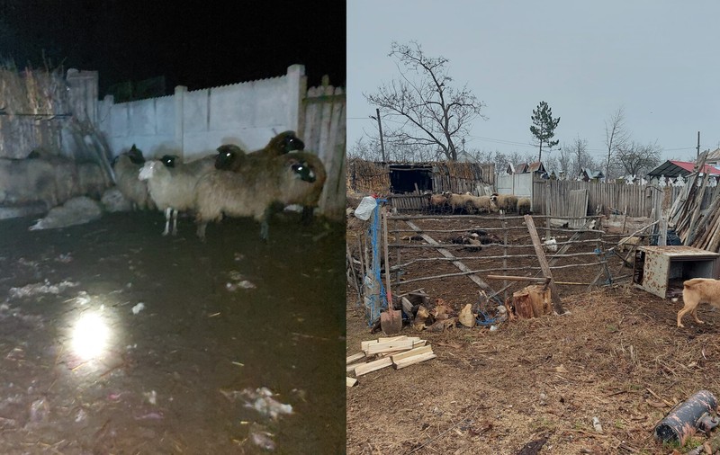 Șacalii au făcut prăpăd în Dolj. Zeci de animale au fost sfâșiate de prădători. Primar: „Au atacat sălbatic în sat” | VIDEO