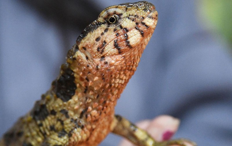 Expoziție de reptile în Craiova, accesul este gratuit. Locația unde are loc evenimentul