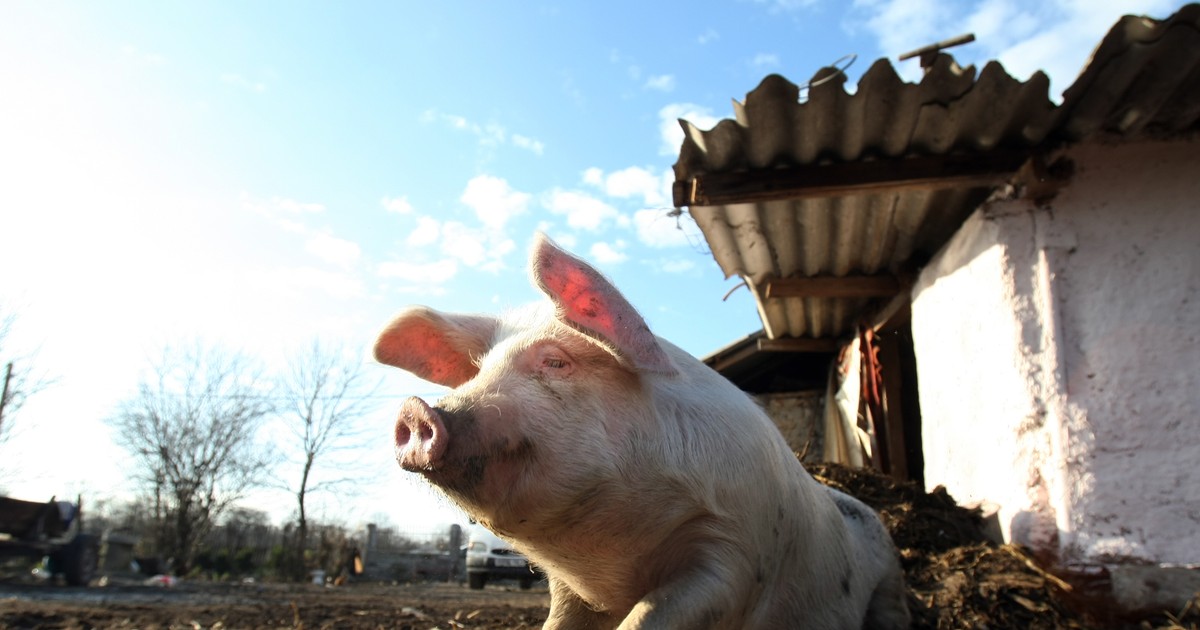 Crescătorii de porci din rasele Bazna și Mangalița vor beneficia de un ajutor financiar