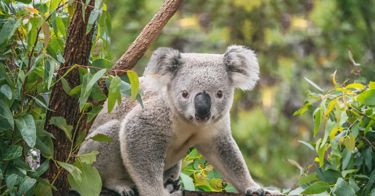 Animale Marsupiale