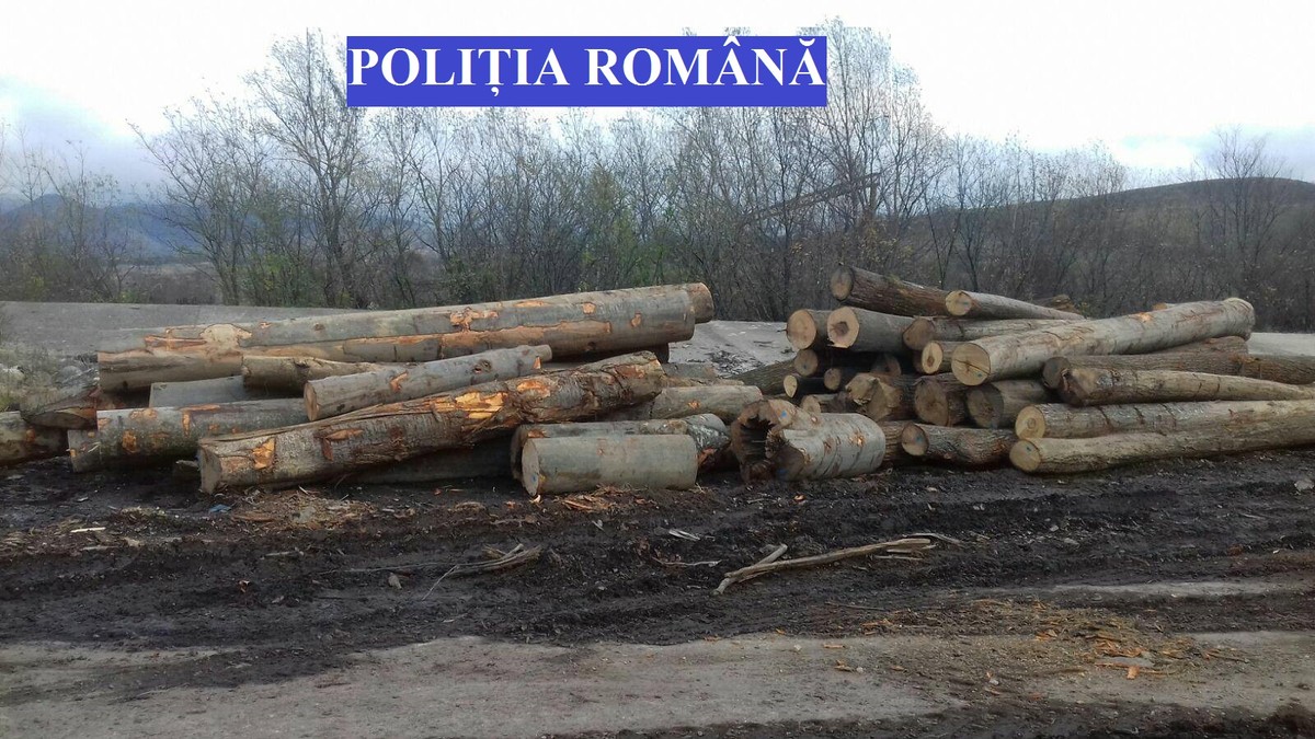 Operațiuni ilegale cu lemn, în Caraș-Severin