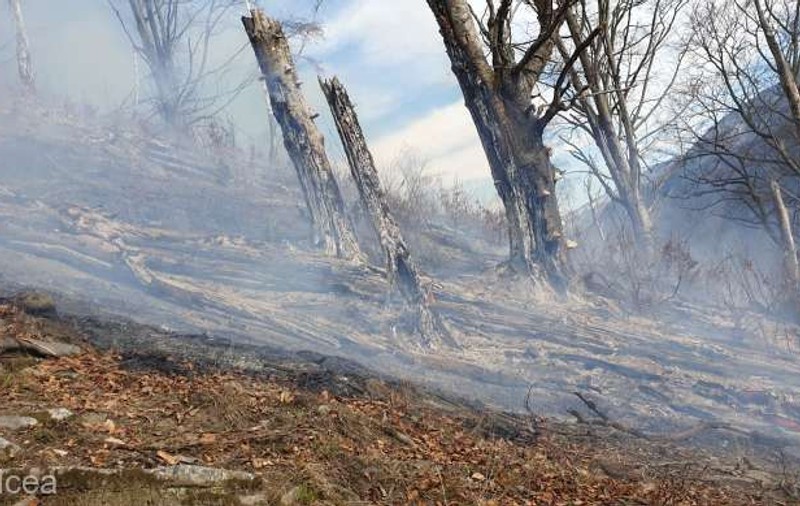 Incendiu violent într-o pădure din Vâlcea. Focul a cuprins peste trei hectare de litieră