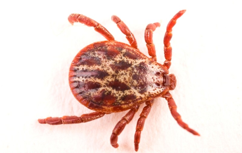 Există leac pentru BOALA LYME