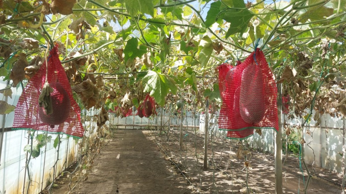 Dovleac de ceara intr-o sera din Buzău