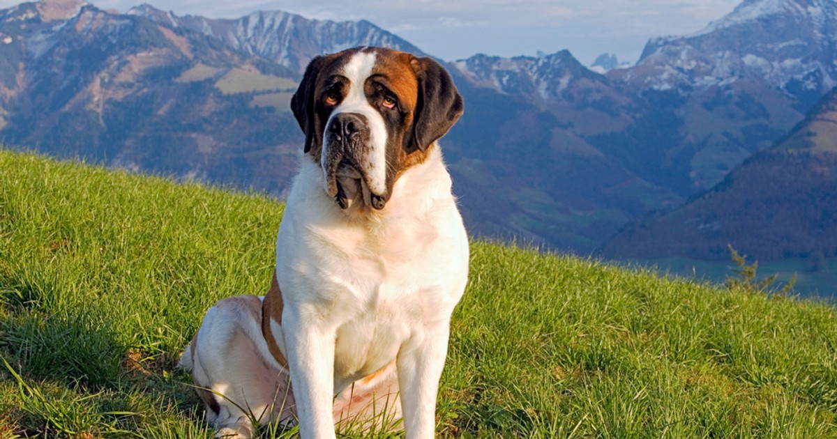 Saint Bernard - temperament și personalitate cel mai iubit câine