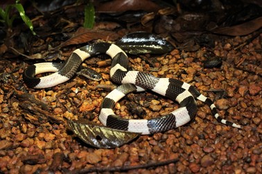 Șerpi veninoși -Bungarus Candidus