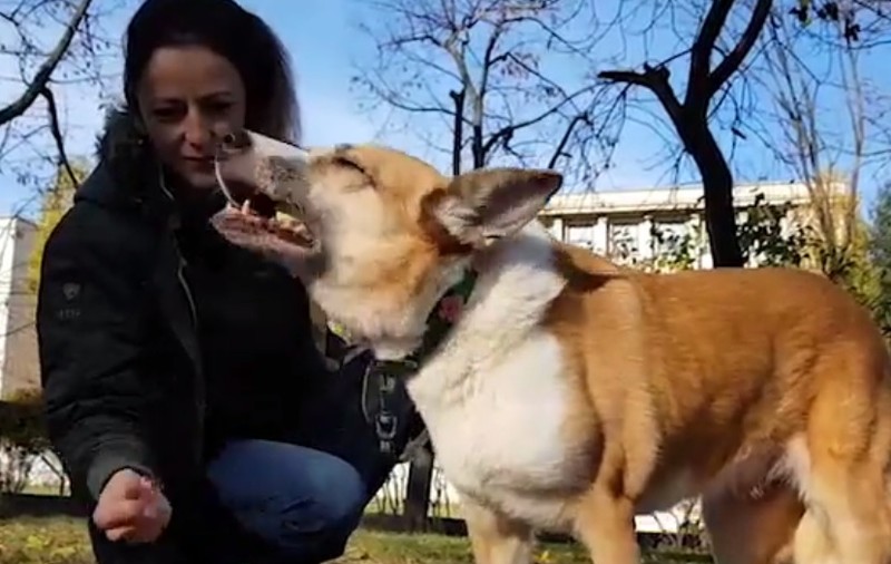 VIDEO | Cum angajezi bonă pentru animale de companie? Sute de români au transformat pasiunea pentru animale într-o meserie