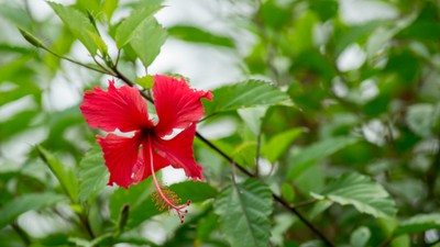 hibiscus-plantare-ingrijire