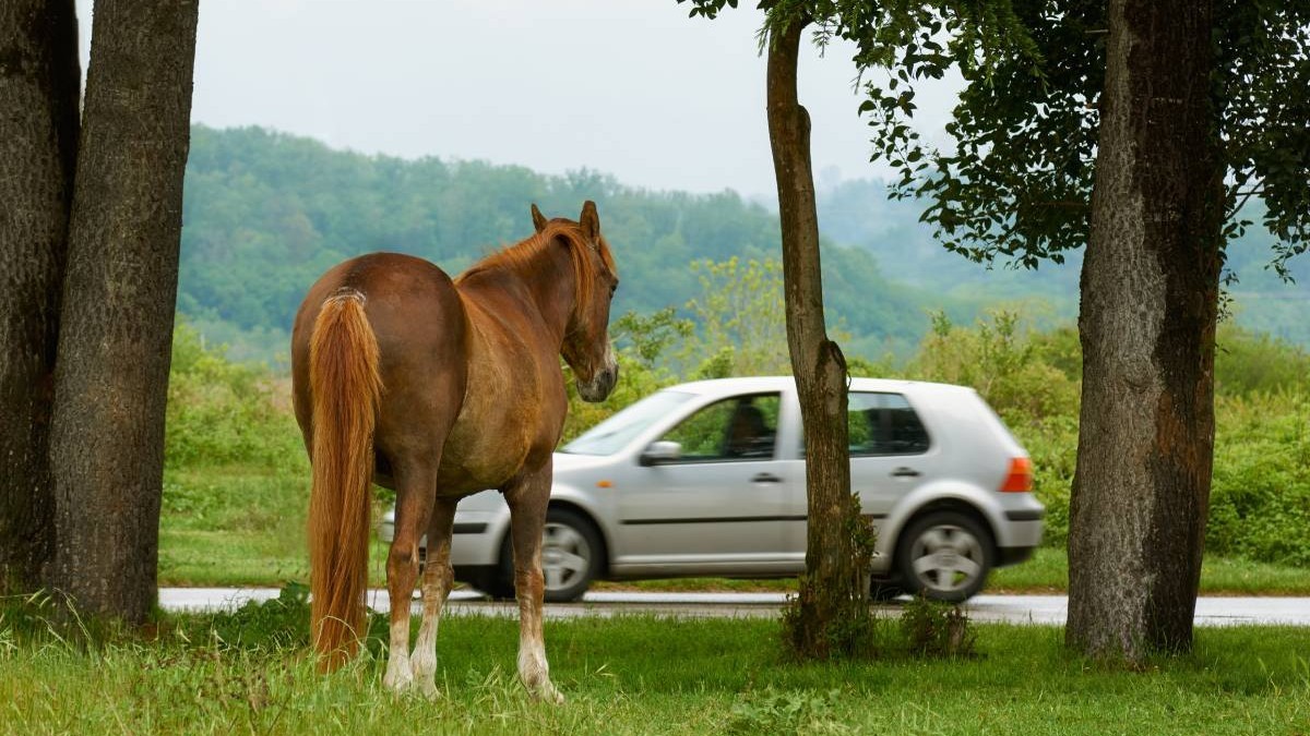 Un ieșean a dat un cal pe o mașină veche dar n-a apucat să meargă decât 500 de metri și a ajuns la închisoare. Imagine cu caracter ilustrativ. Sursă foto: Shutterstock