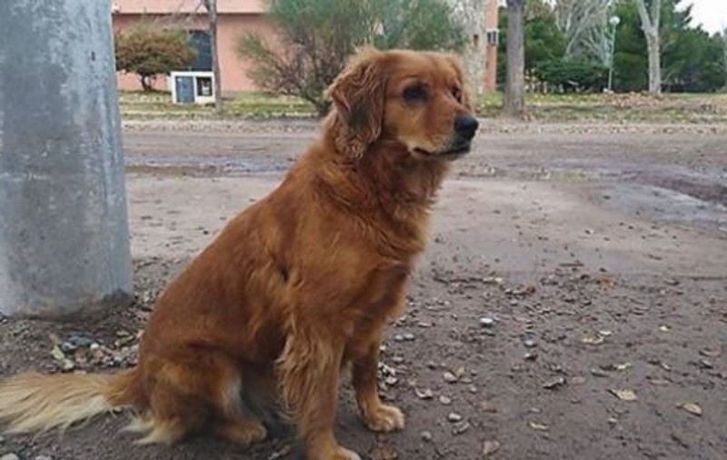 De un an de zile, o cățelușă își așteaptă în fața închisorii stăpânul condamnat