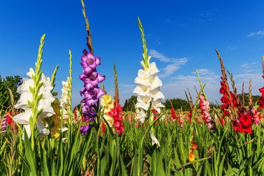 Gladiole colorate în grădină