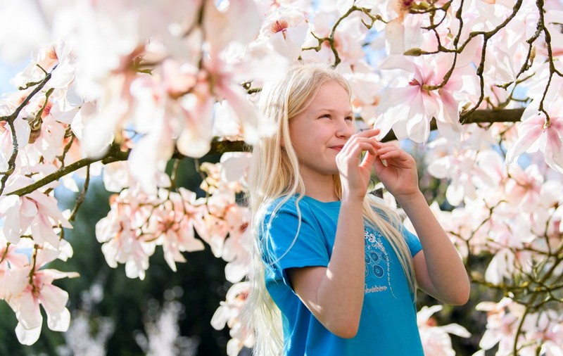 Magnoliile au înflorit din nou, în Oradea: „Confuzie hormonală cauzată de climă”