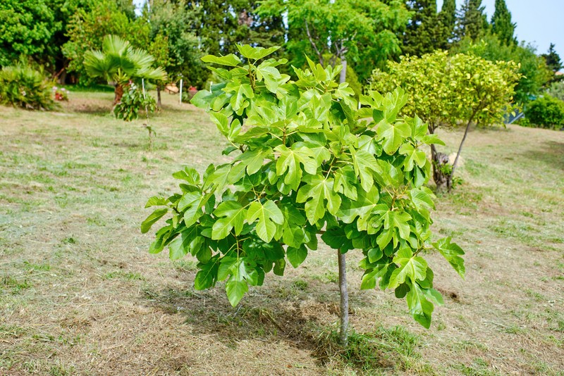 Cum să plantezi un smochin