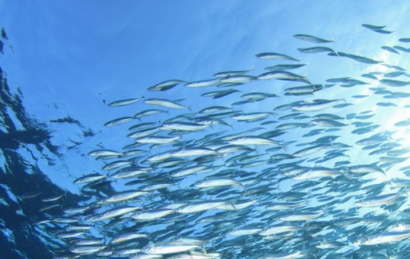 Sardinele conservate – super-alimentul accesibil pentru sănătatea ta de zi cu zi