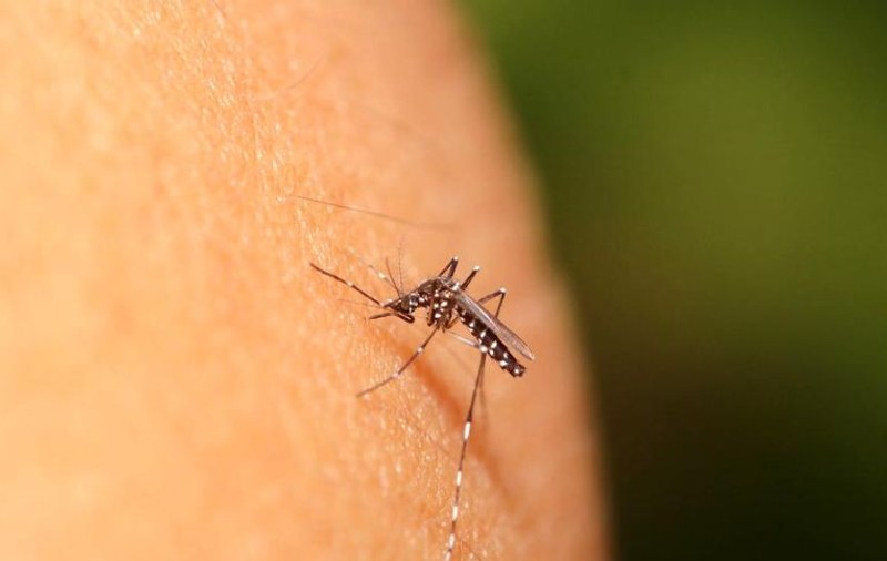 INSP: 53 de cazuri confirmate de infecție cu virusul West Nile, în România, de la începutul verii. Recomandările specialiștilor