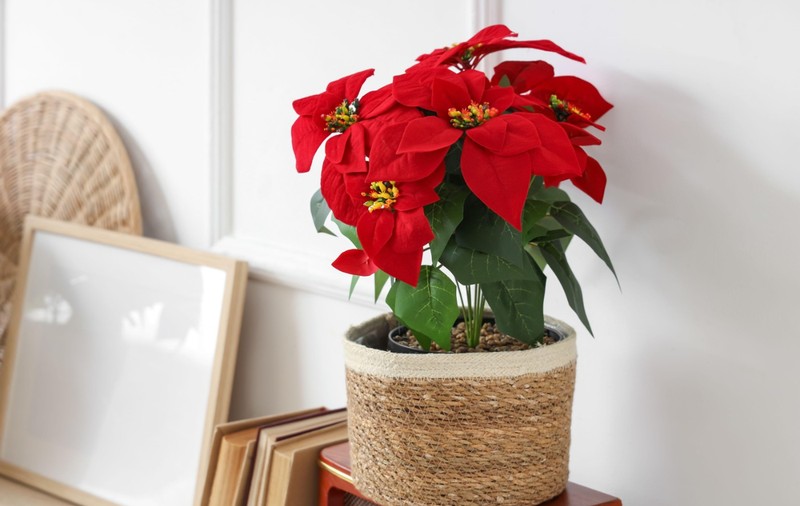 Crăciunița, mai mult decât o plantă decorativă. Cum îți influențează sănătatea