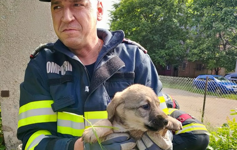 Patru căţeluşi au fost salvaţi de pompierii din Hunedoara, după ce au căzut într-un canal