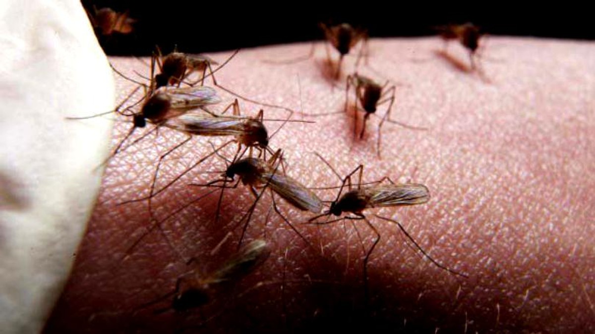 Tratamente împotriva insectelor și dăunatorilor