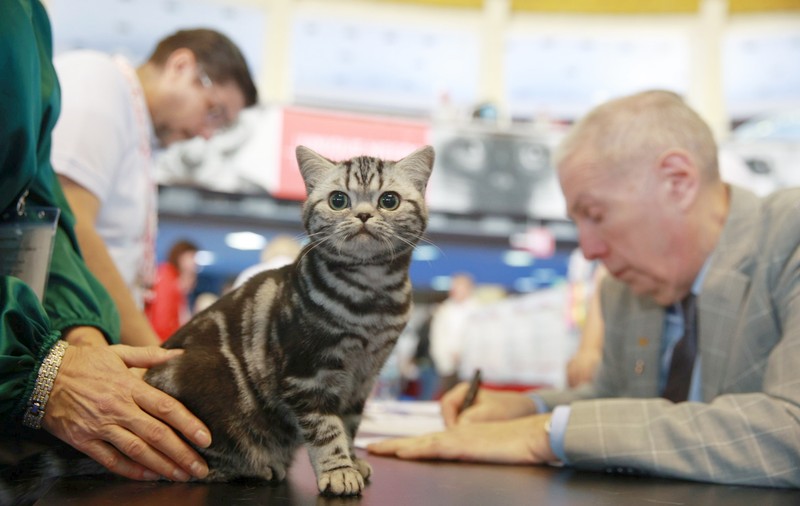 Libertatea a mers la Campionatul Mondial Felin. Bucureștiul, capitala mondială a pisicilor: peste 750 de feline din întreaga lume au strălucit la Romexpo