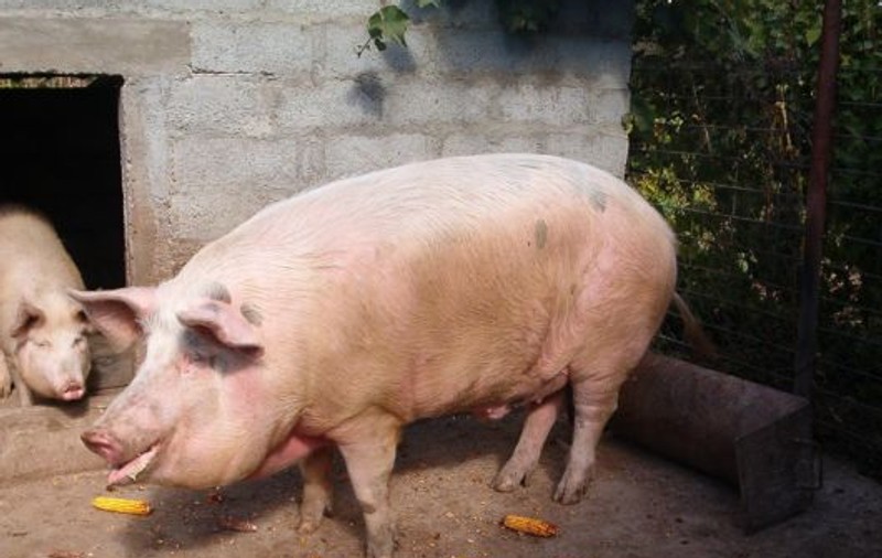 Pesta porcină africană, depistată în zeci de localități din 18 județe. Despăgubirile depășesc 250 de milioane de lei
