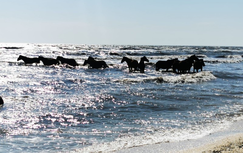 VIDEO | Imagini rare: cai sălbatici intrând în Marea Neagră, în zona plajei Perișor din Delta Dunării. ”Așa ceva vezi odată în viață”