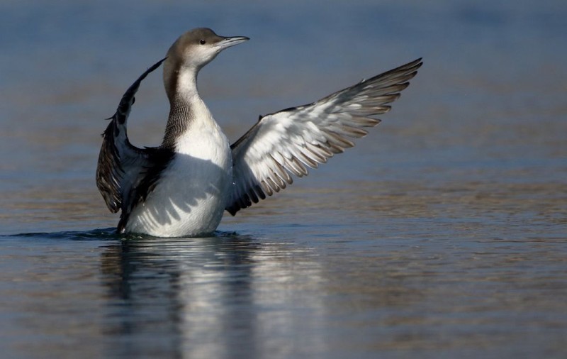 Imagini rare în București: păsări venite din Siberia pe Lacul Morii caută ape care nu îngheață iarna