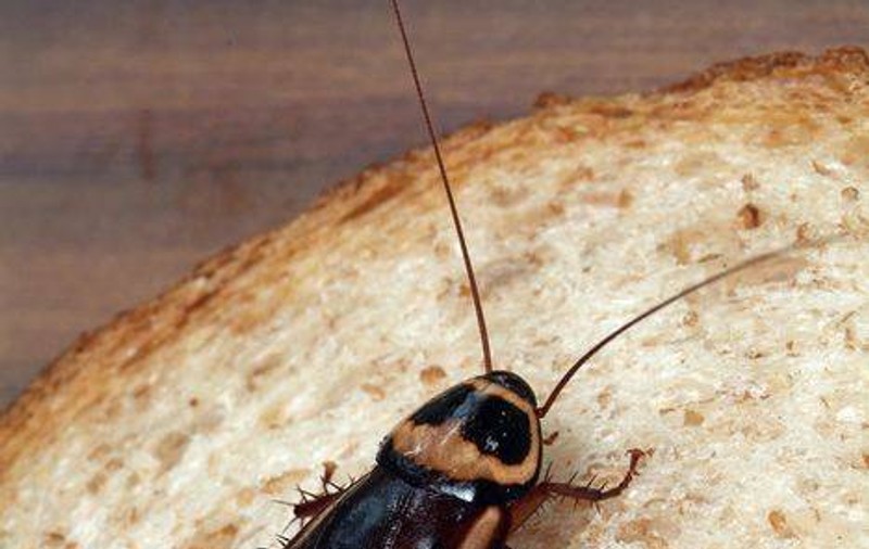 TE ŢINE STOMACUL? Specialiştii ne îndeamnă: Mâncaţi insecte!