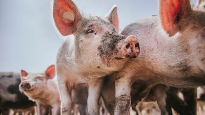 20 de euro de fiecare porc vor primi crescătorii de suine din România. Cum se dau banii